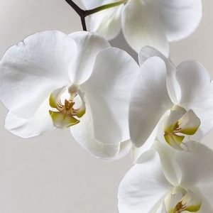 Choosing the Right Orchid for Your Home