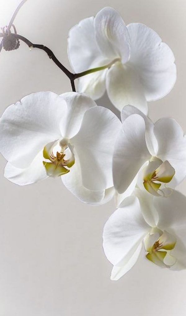 Choosing the Right Orchid for Your Home