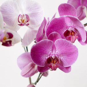 Troubleshooting Orchid Care Issues