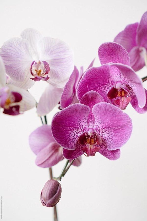 Troubleshooting Orchid Care Issues