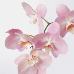 Comprehensive Orchid Care