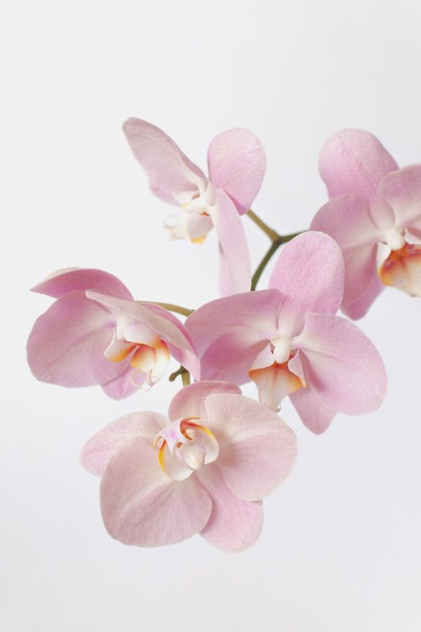 Comprehensive Orchid Care